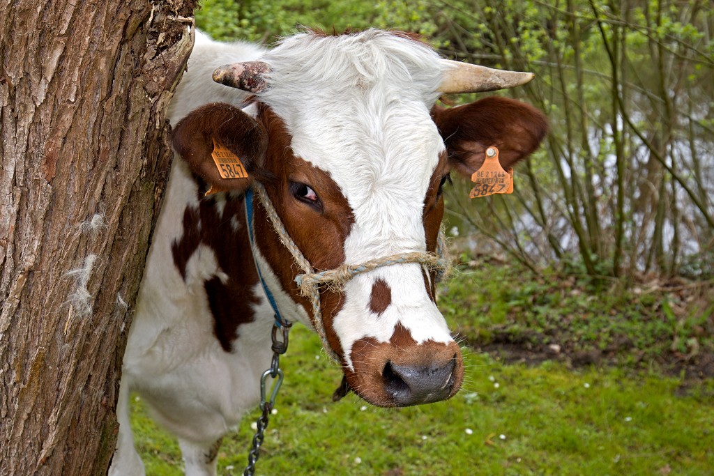 Openluchtmuseum Bokrijk museum belgie hoeve boerderij geit station molen kasteel kerk smidse